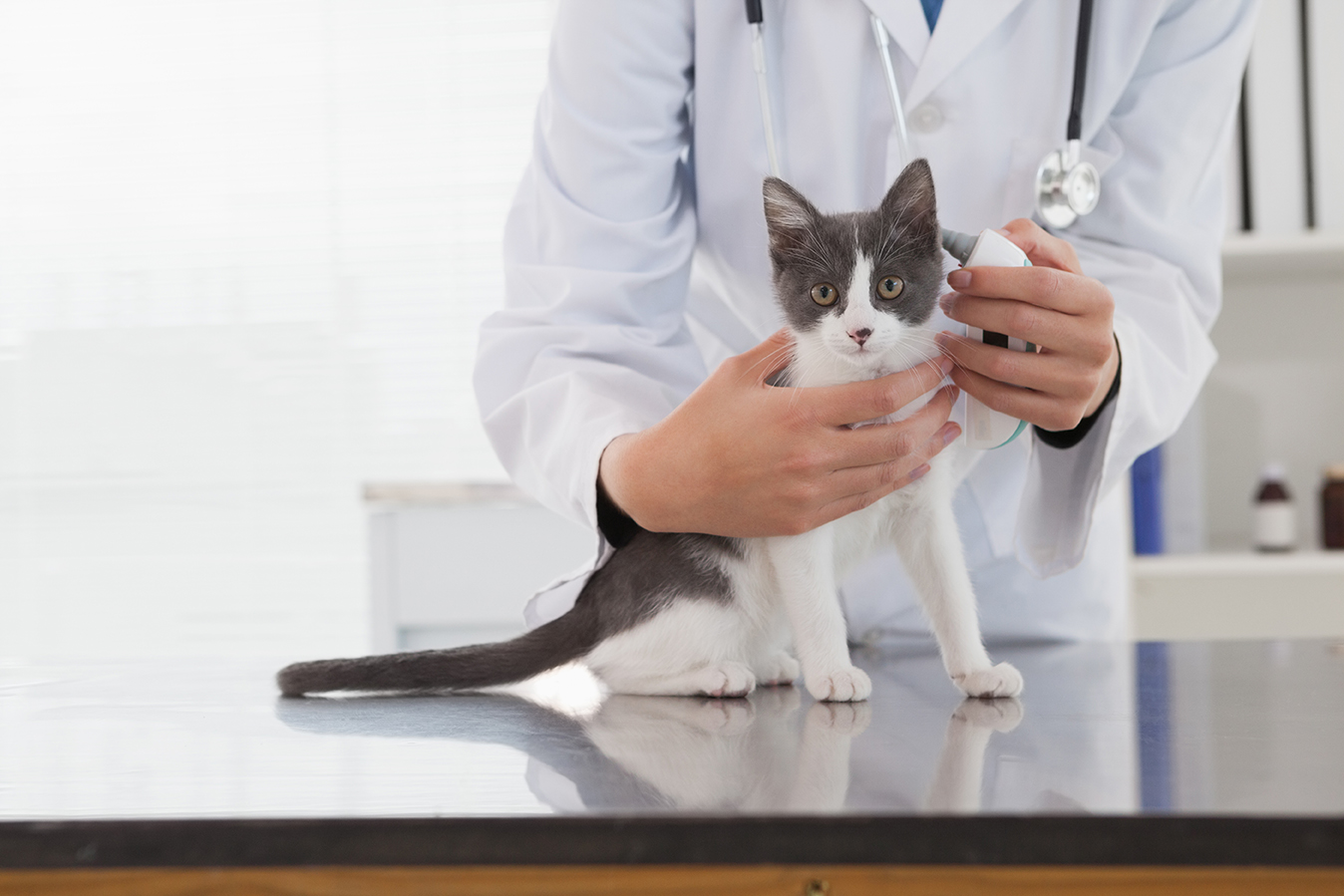 Vet examining a cute kitten in medical office